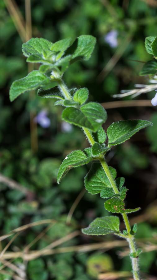 Clinopodium (=Calamintha) nepeta / Mentuccia comune, Nepitella